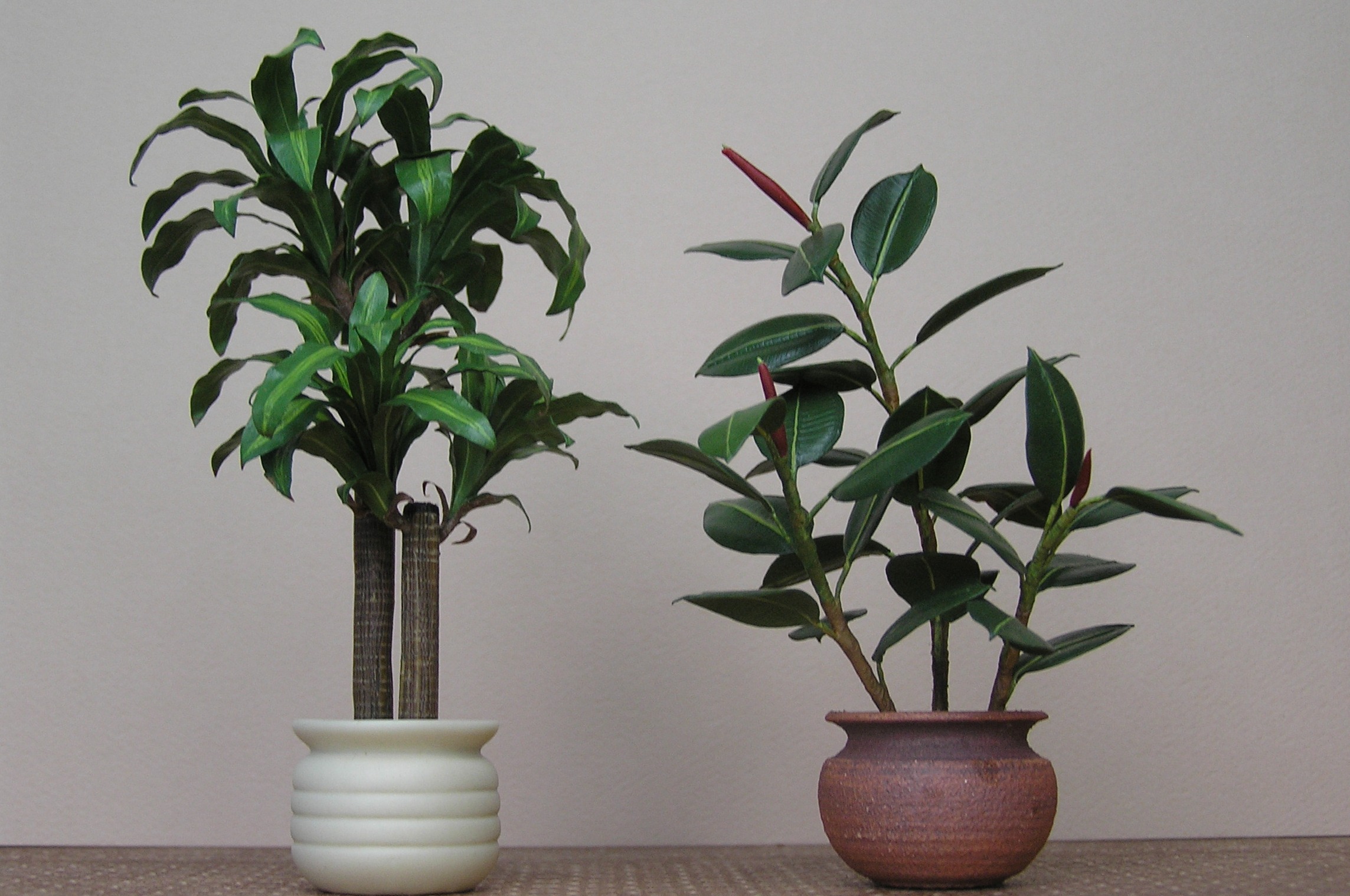 Corn Plant & Rubber Tree