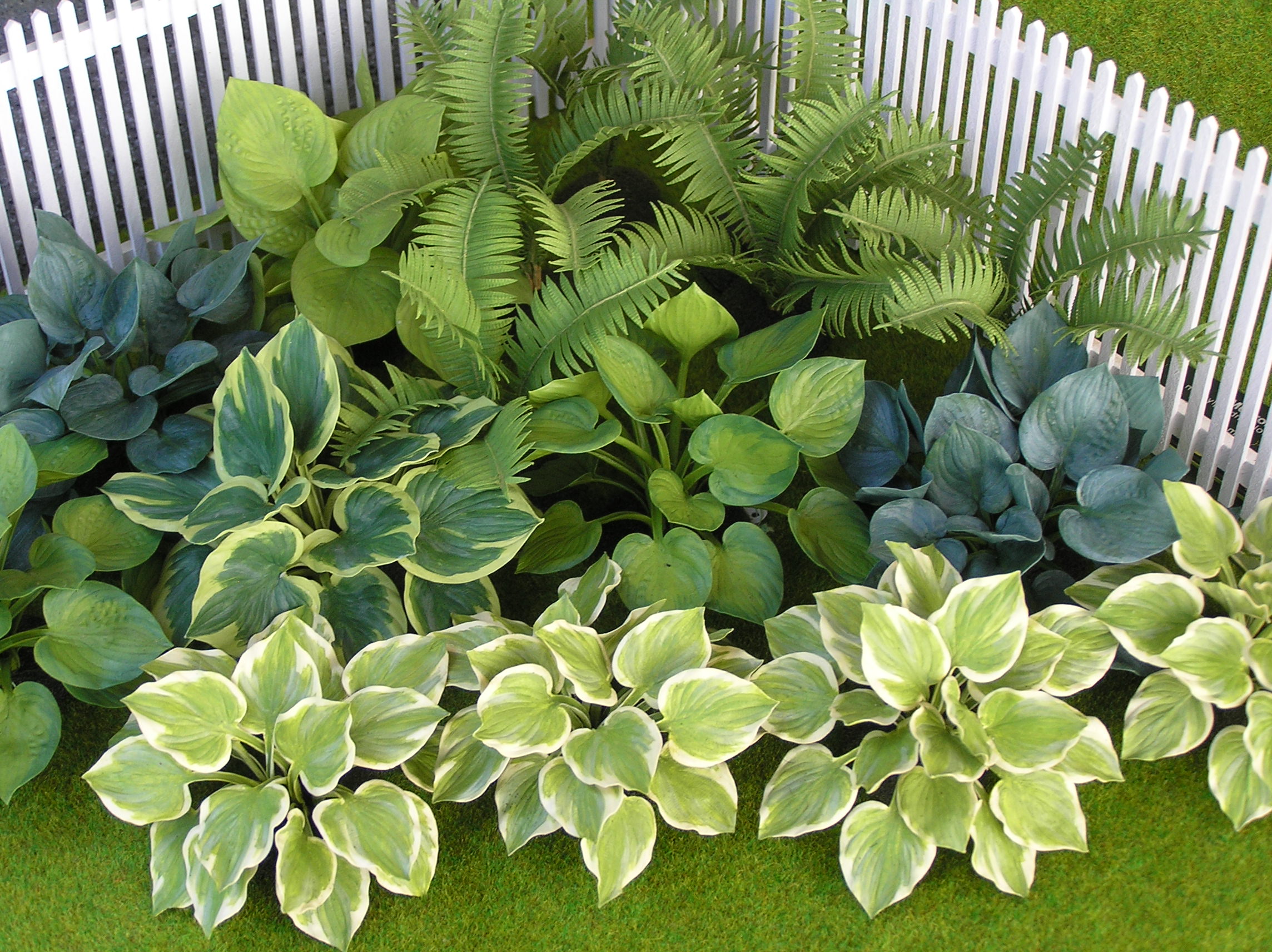 Hostas