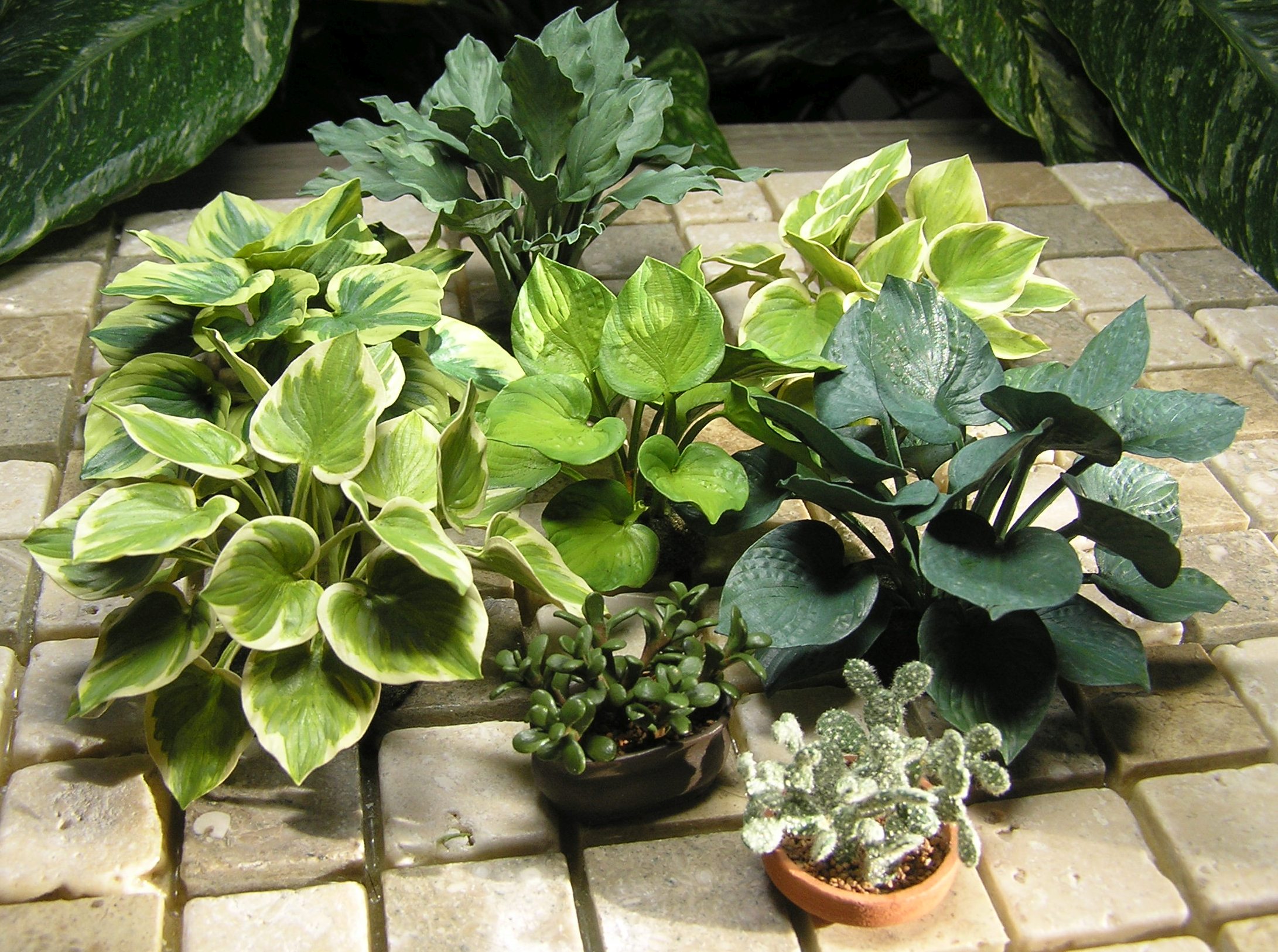 Hostas on Patio