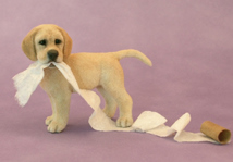 Kerri Pajutee Labrador puppy